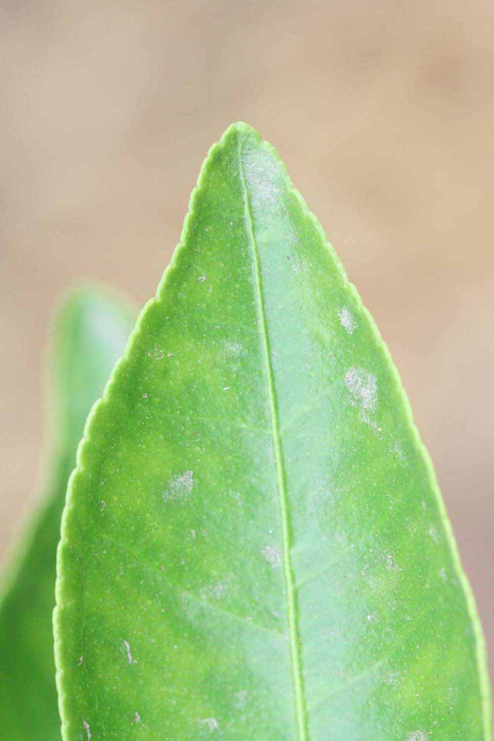              Margin (Riverside, CA)       